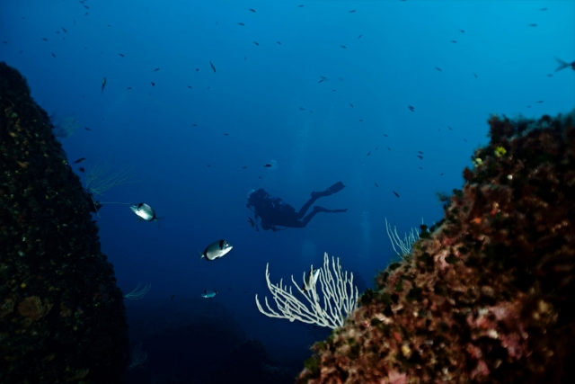  Diving day 