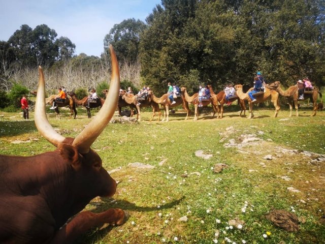  Camel ride among bison 
