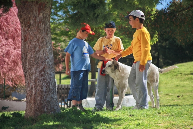 Con los amigos animales
