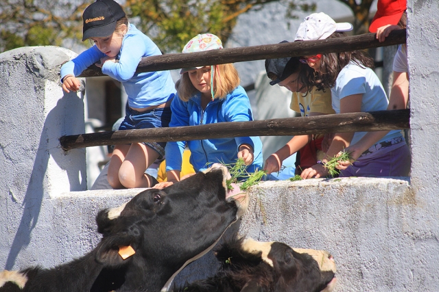 Dando de comer a las reses
