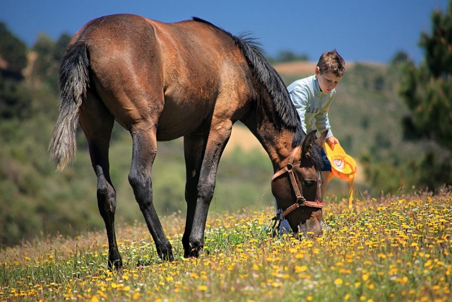 Con el caballo mientras come