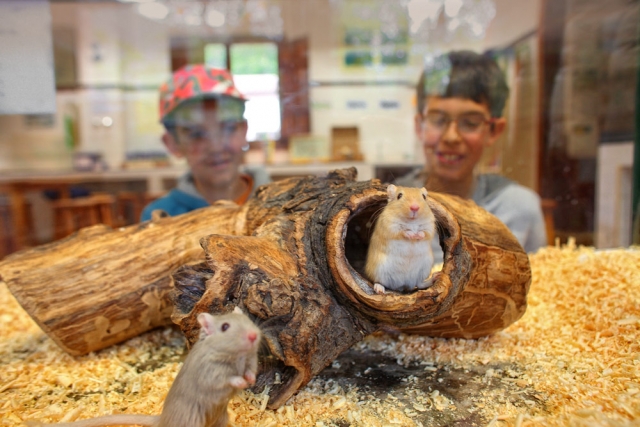  Observer les petits rongeurs 
