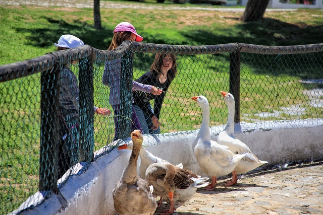  Corral avec canards 