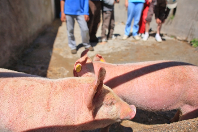 Schweine auf dem Schulbauernhof 