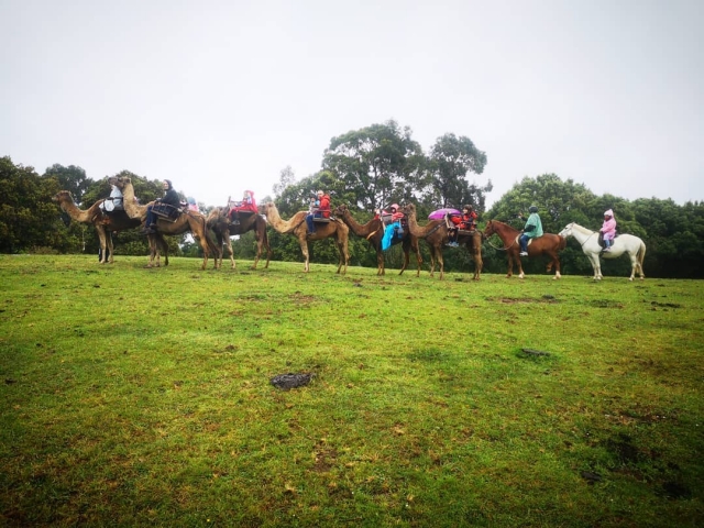  Rota de camelo na Cantábria 