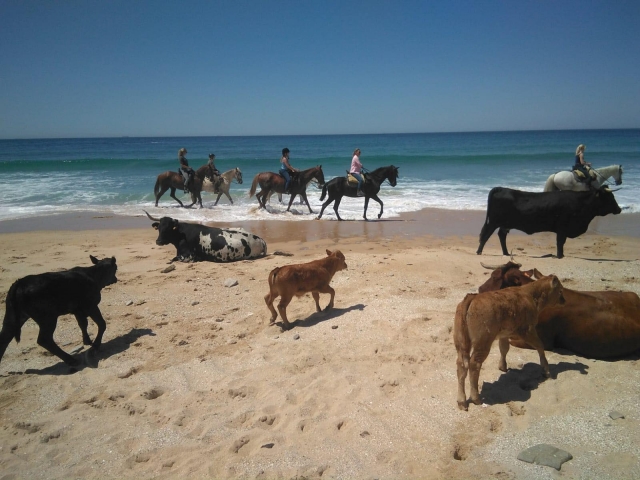 Jornada ecuestre en Tarifa