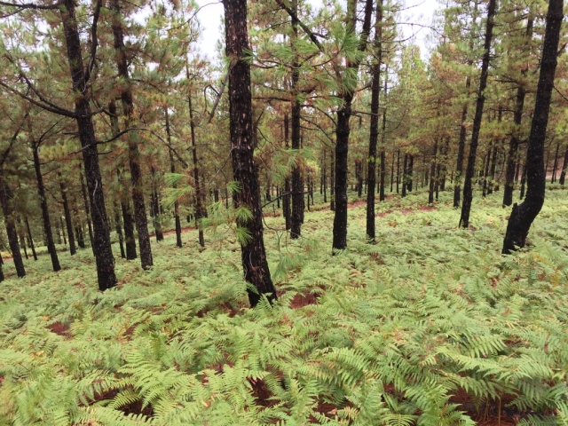  Forêts de pins 