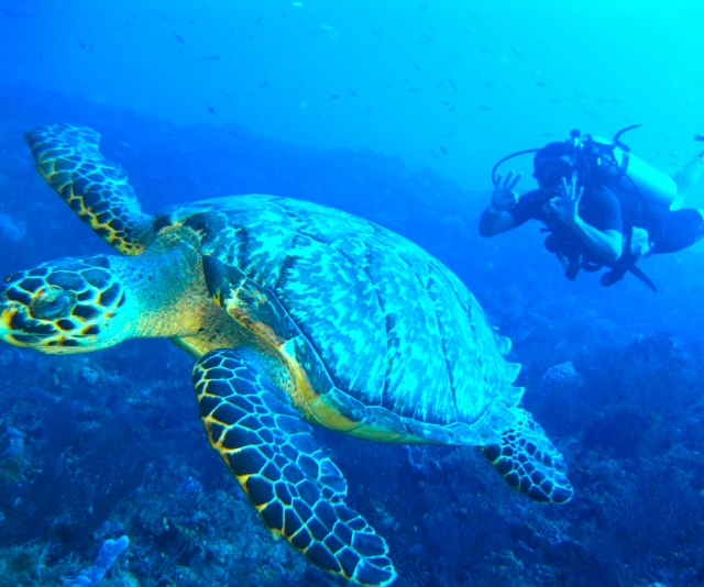  Next to a sea turtle diving