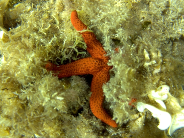  Sea star 