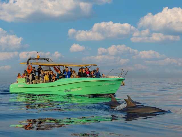 Avistando delfines