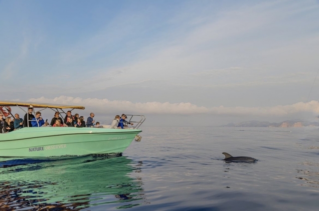 Delfines en alcudia