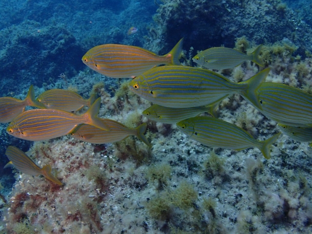 Los peces