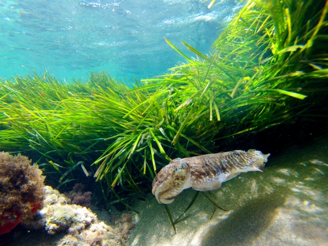  Discovering the seabed in Almería 
