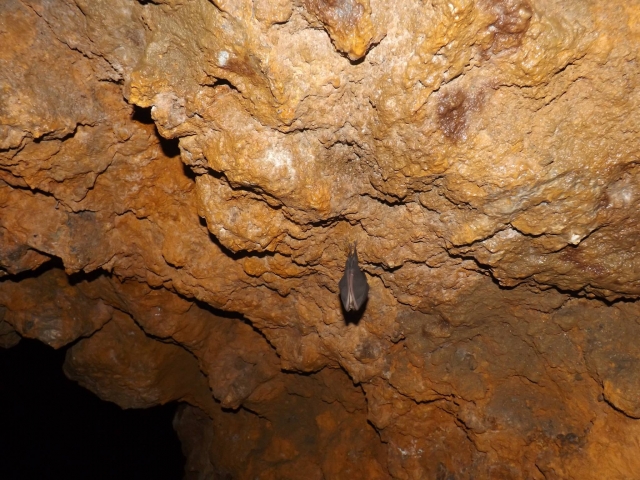 Murciélago en la gruta