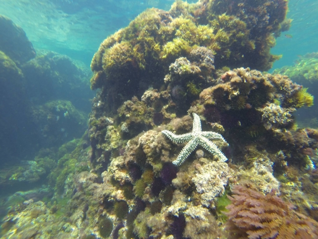  坎塔布里亚海岸水下基金