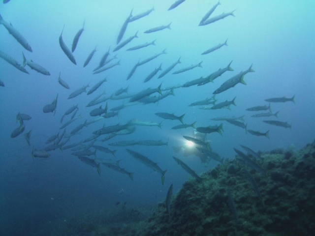 Fischschwarm 