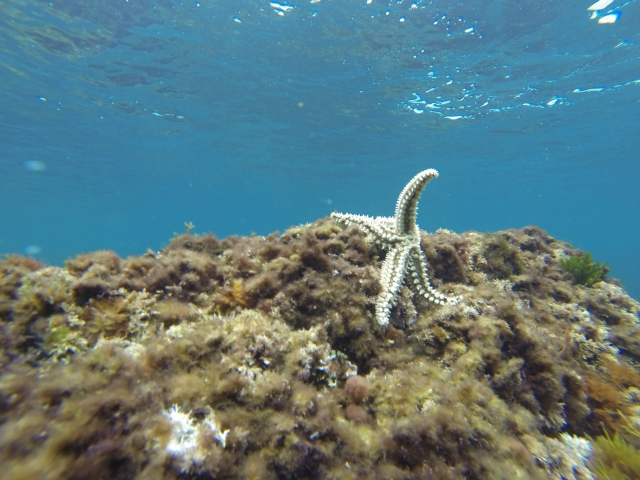  里斯海滩底部