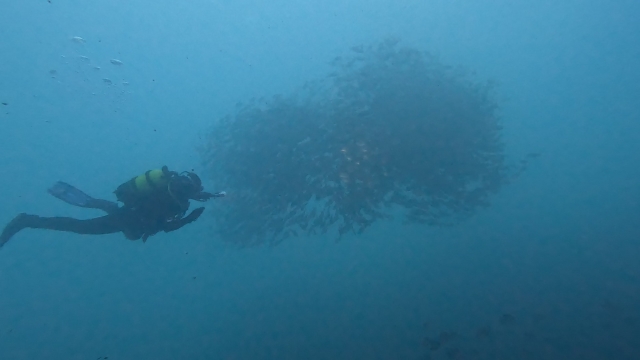  Immersioni in mare aperto 