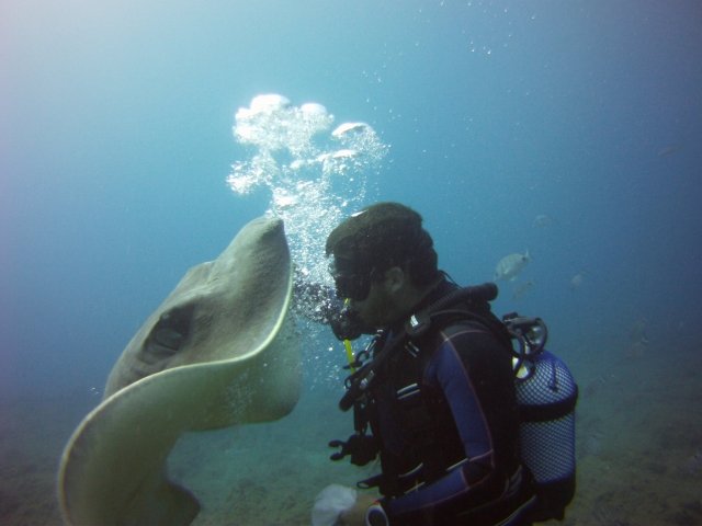  Diver and manta 
