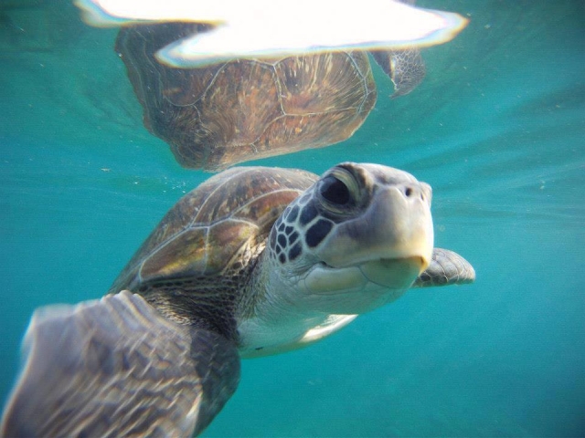  Turtle in the water 