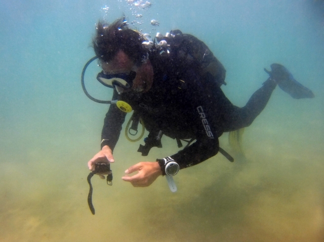  Diving session 