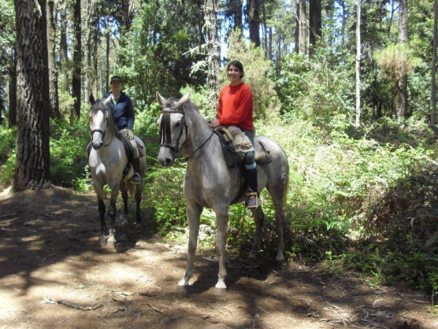 Cheval au pré 