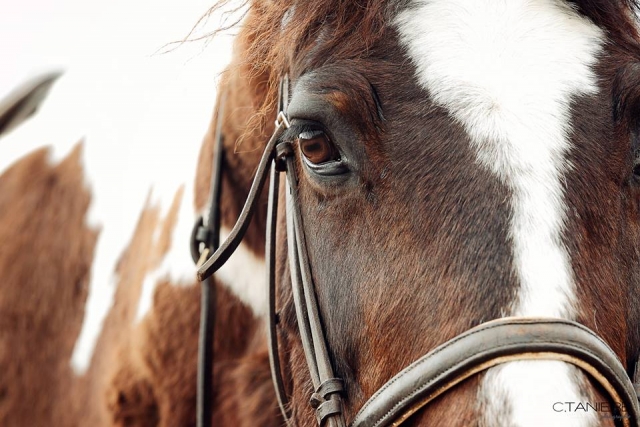  Gros plan sur le cheval 