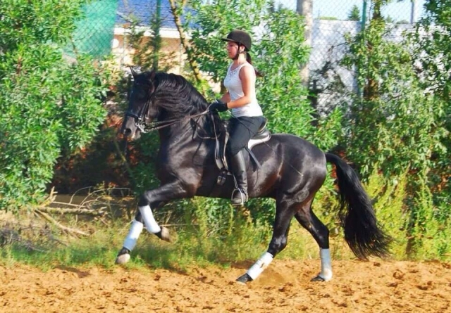  Passeios a cavalo 