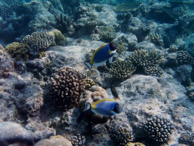 Fische beim Schnorcheln sehen 