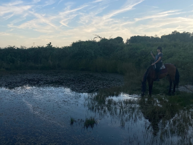 Caballo bebiendo agua