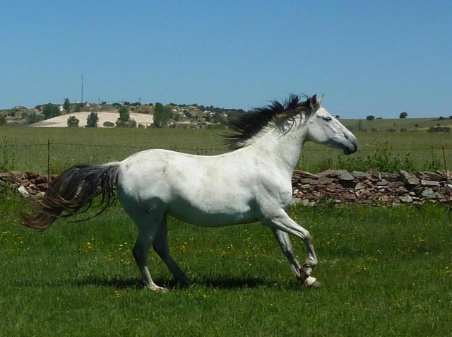Cavalo galopando 