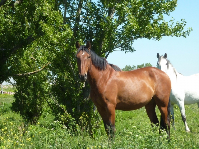  Cavalos na natureza 