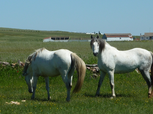  Nossos cavalos pastando 