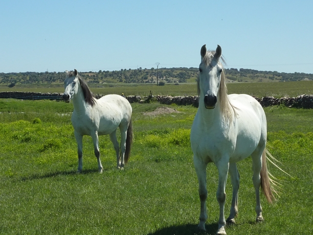  Venha andar a cavalo 
