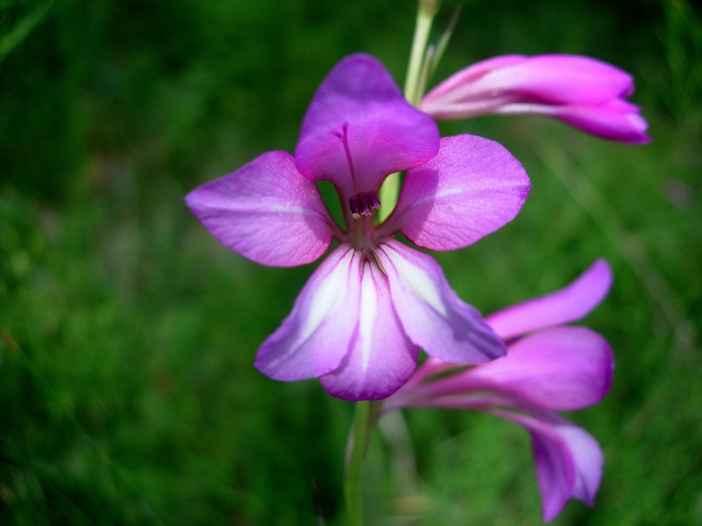  Fleurs Doñana 