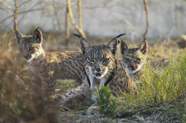  Lynx dans le parc 