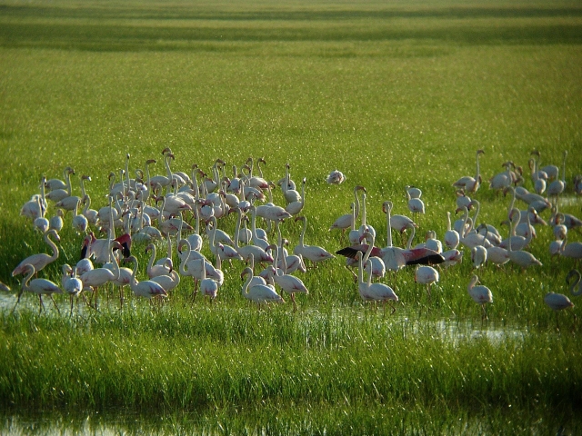  Flamants roses 