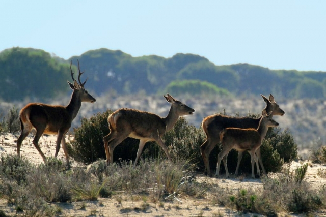  Hirsche in den Dünen von Doñana 