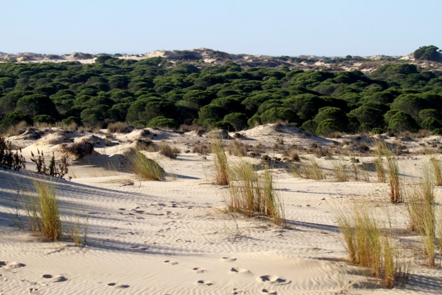  Dünen von Doñana 
