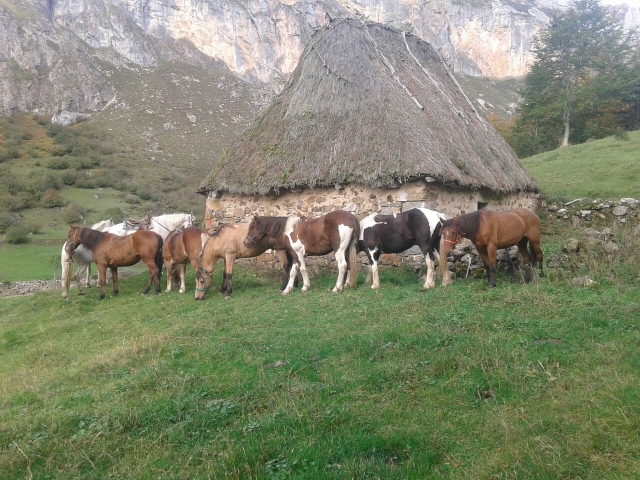 Yeguada descansando en Somiedo