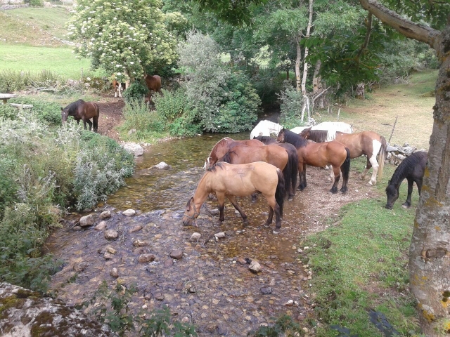 caballos pastando