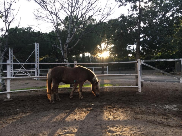 Un cheval broutant au coucher du soleil 