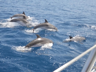 Private Walbeobachtung Puerto Colón 3h