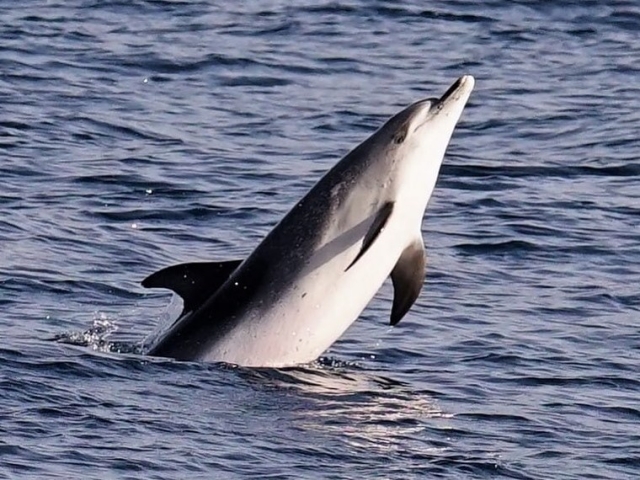  Wale an der Costa de Adeje 