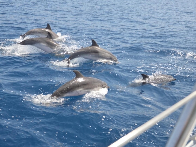 特内里费岛观鲸 2 小时
