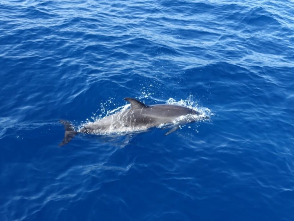  Delfine an der Küste Teneriffas