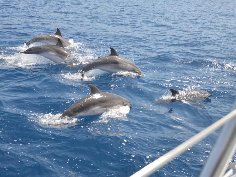 Walbeobachtung auf Teneriffa 