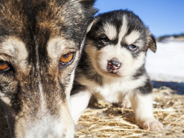 Chiot chien des neiges 