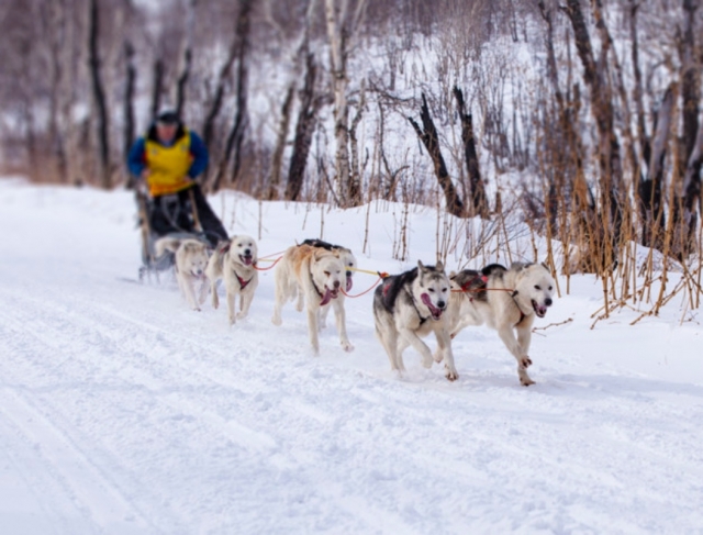  Musher