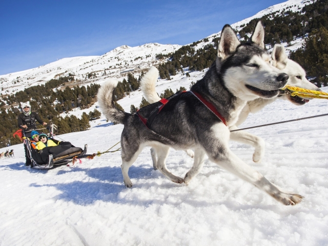 Perros de mushing